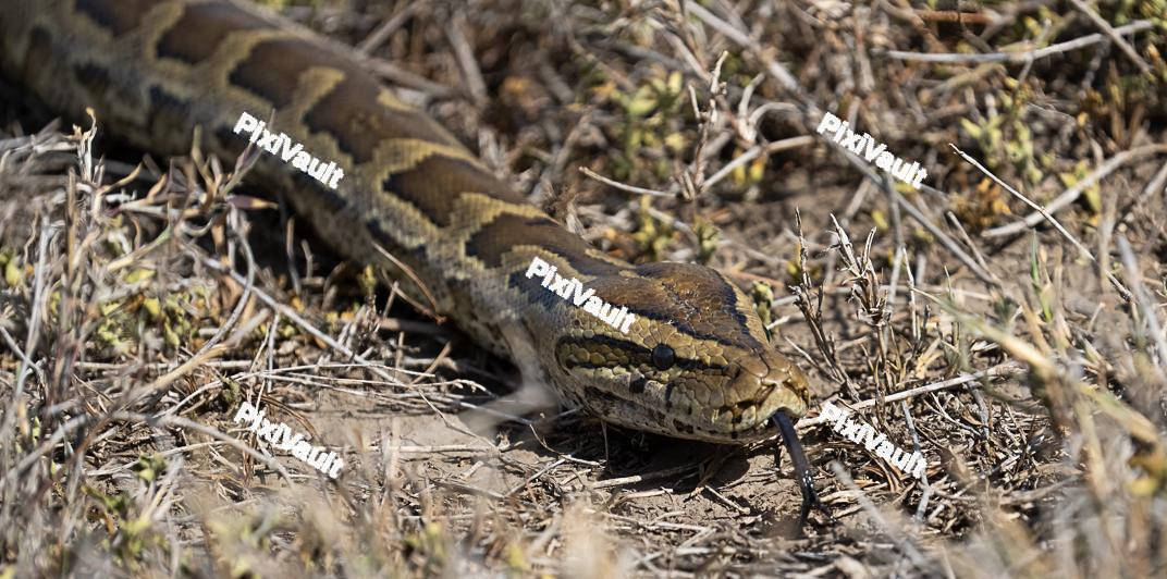 Central African Rock Python